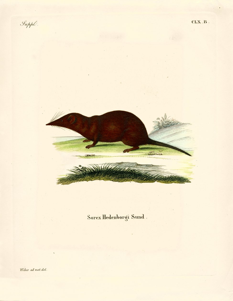 Shrew by German School