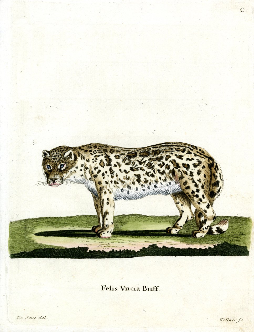Snow Leopard by German School