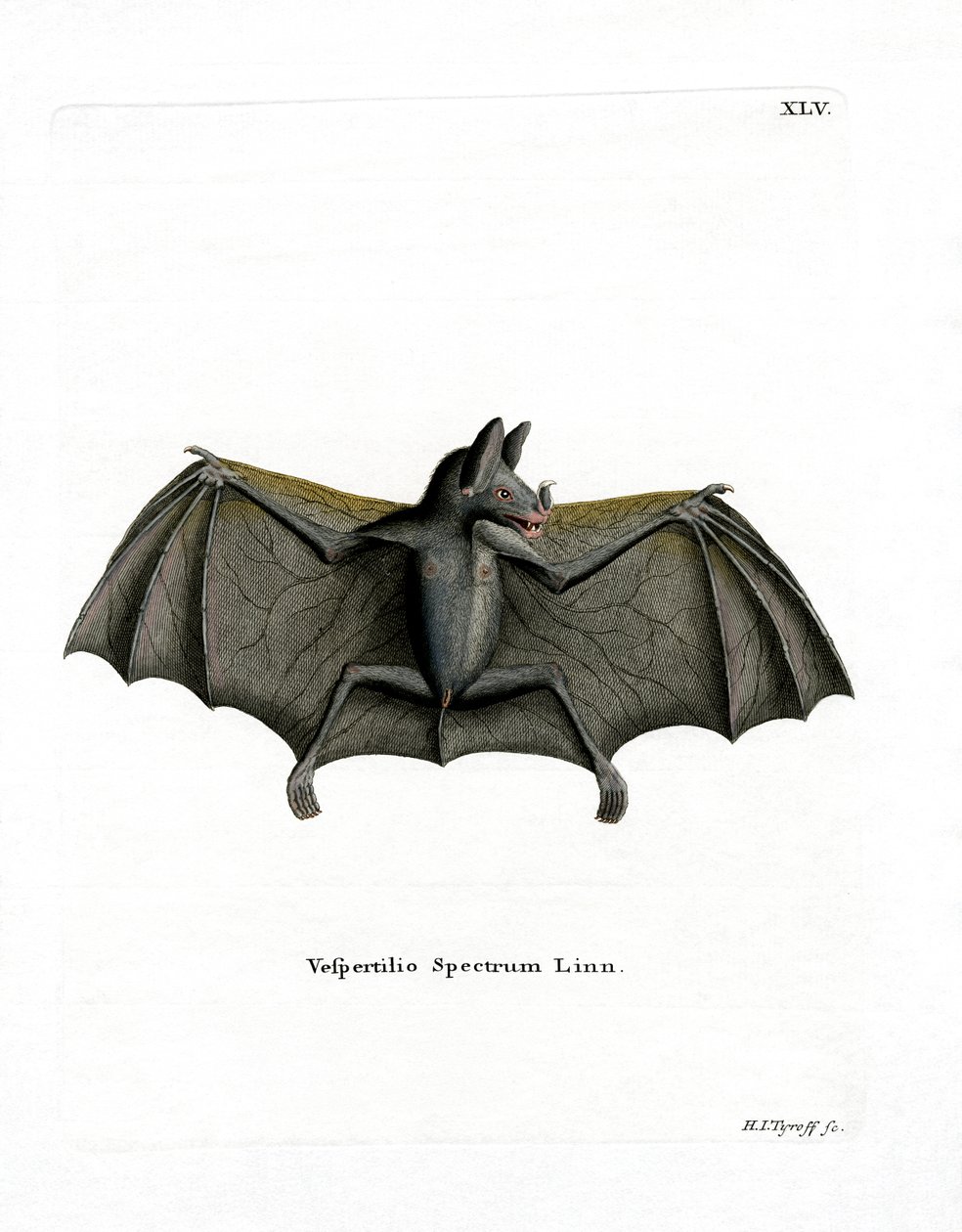 Spectral Bat by German School