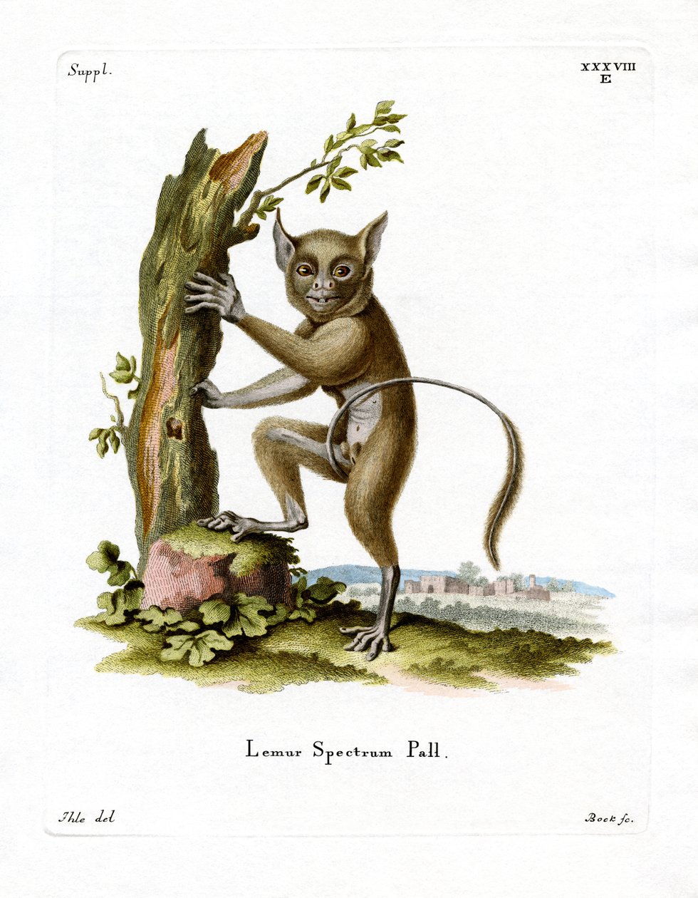 Spectral Tarsier by German School