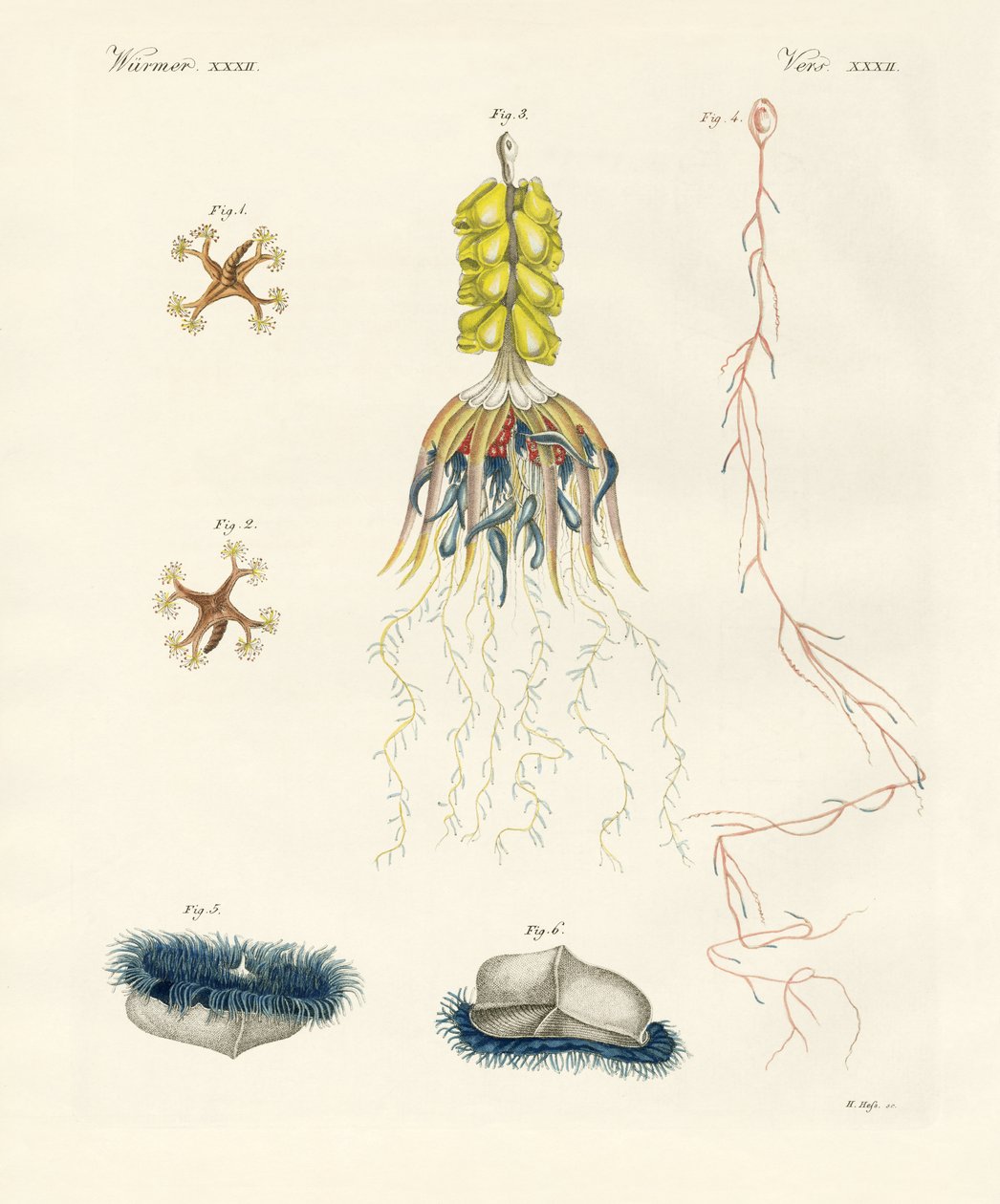 Strange Comb Jellies by German School