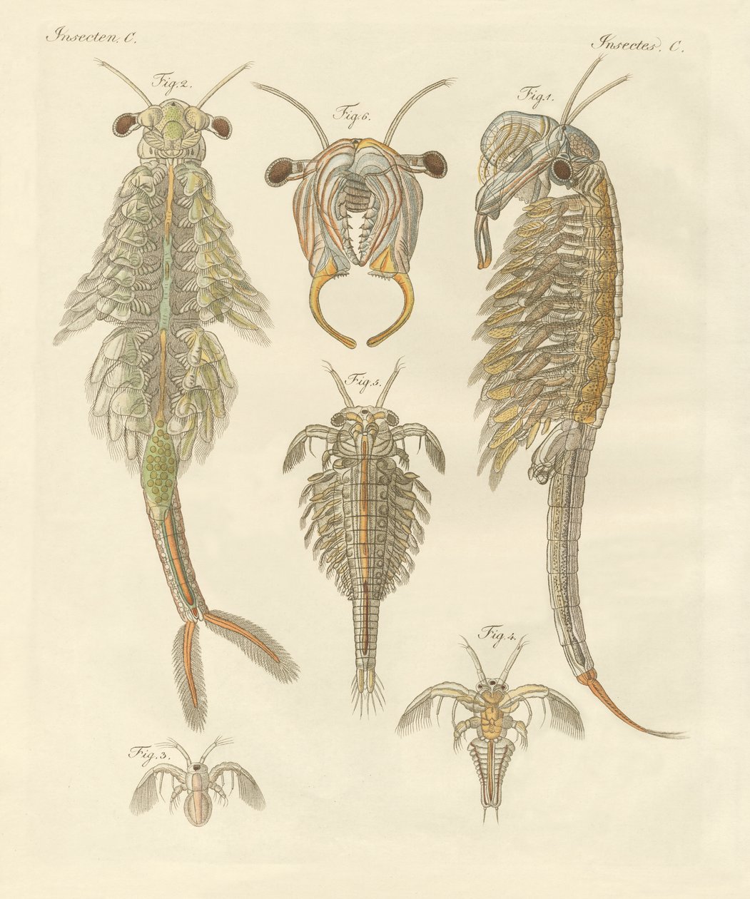 Strange Crustaceans by German School