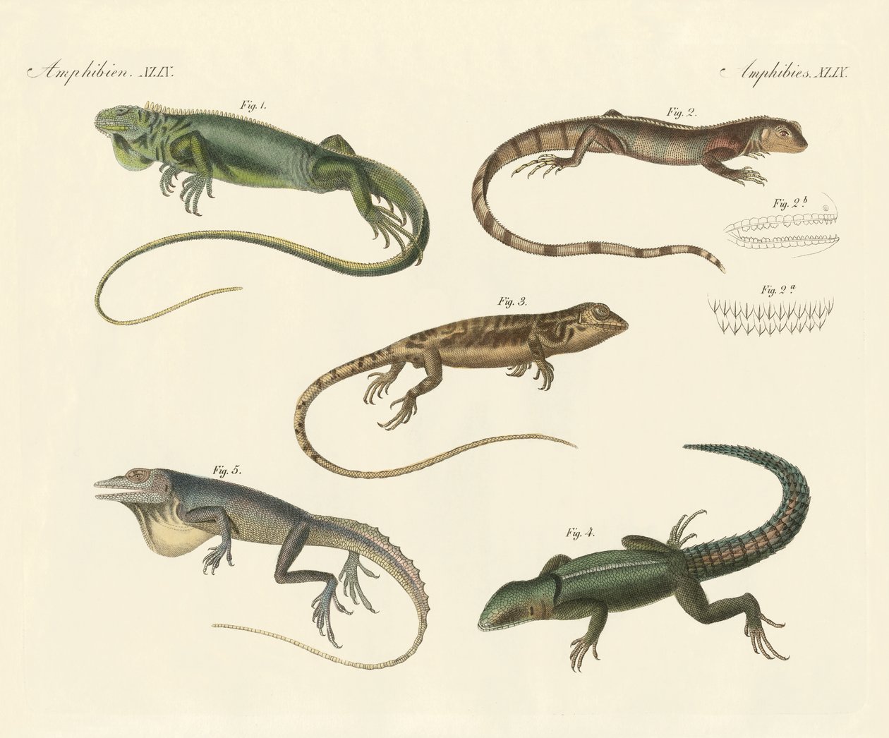 Strange lizards by German School