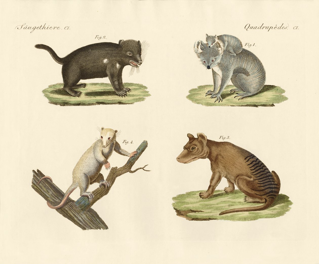 Strange Marsupials by German School