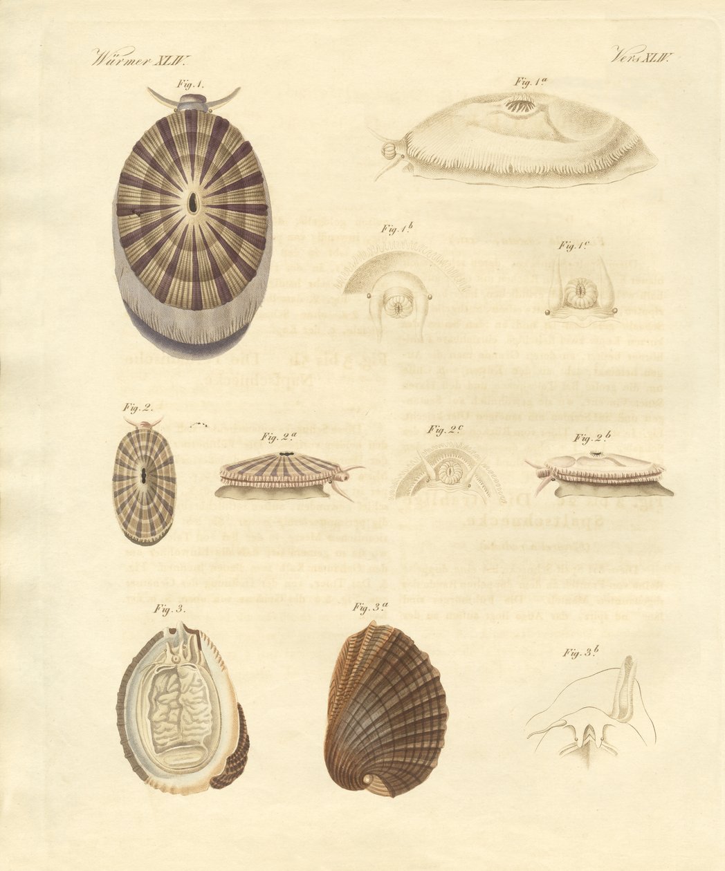 Strange snails by German School