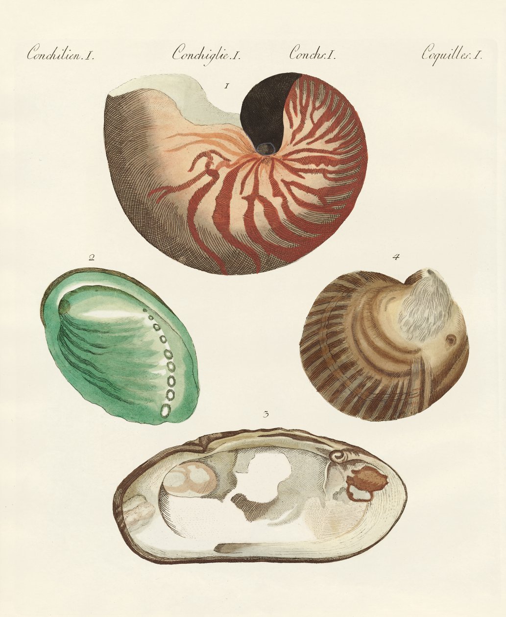 Strange snails and clams by German School