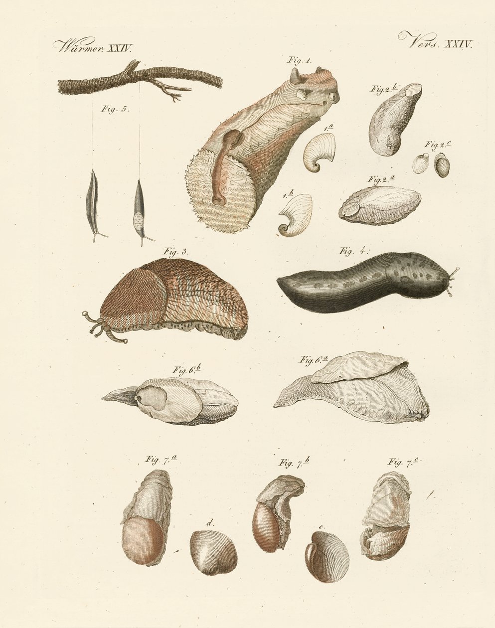 Strange worms by German School