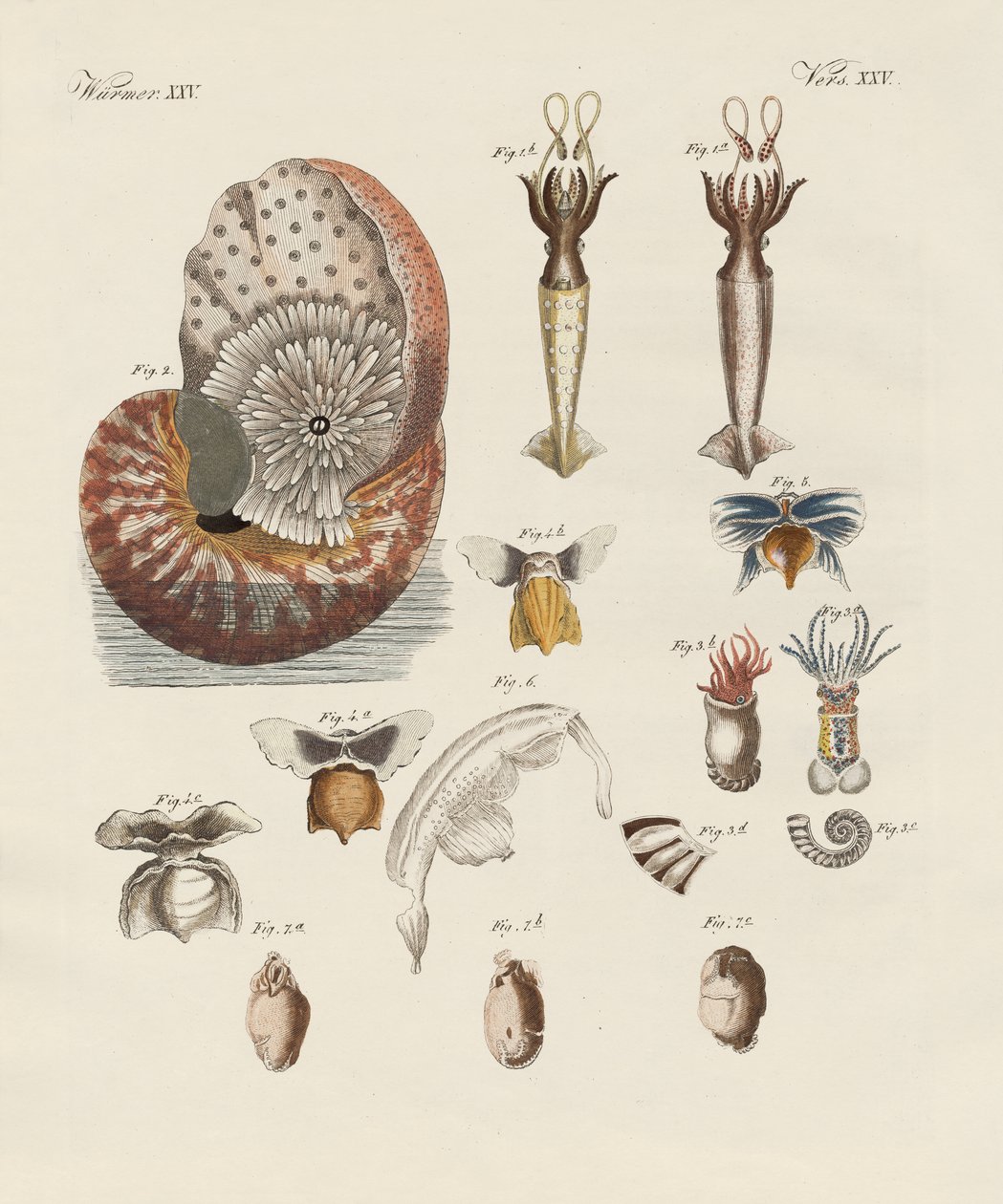 Strange worms by German School