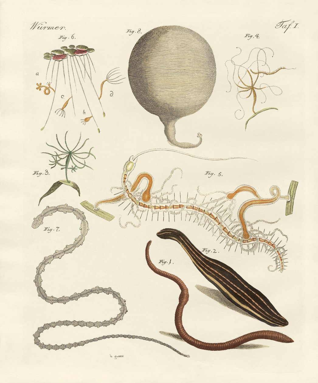 Strange worms by German School