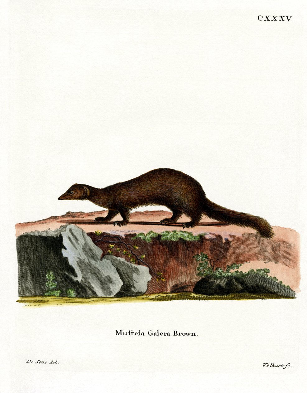 Tayra by German School