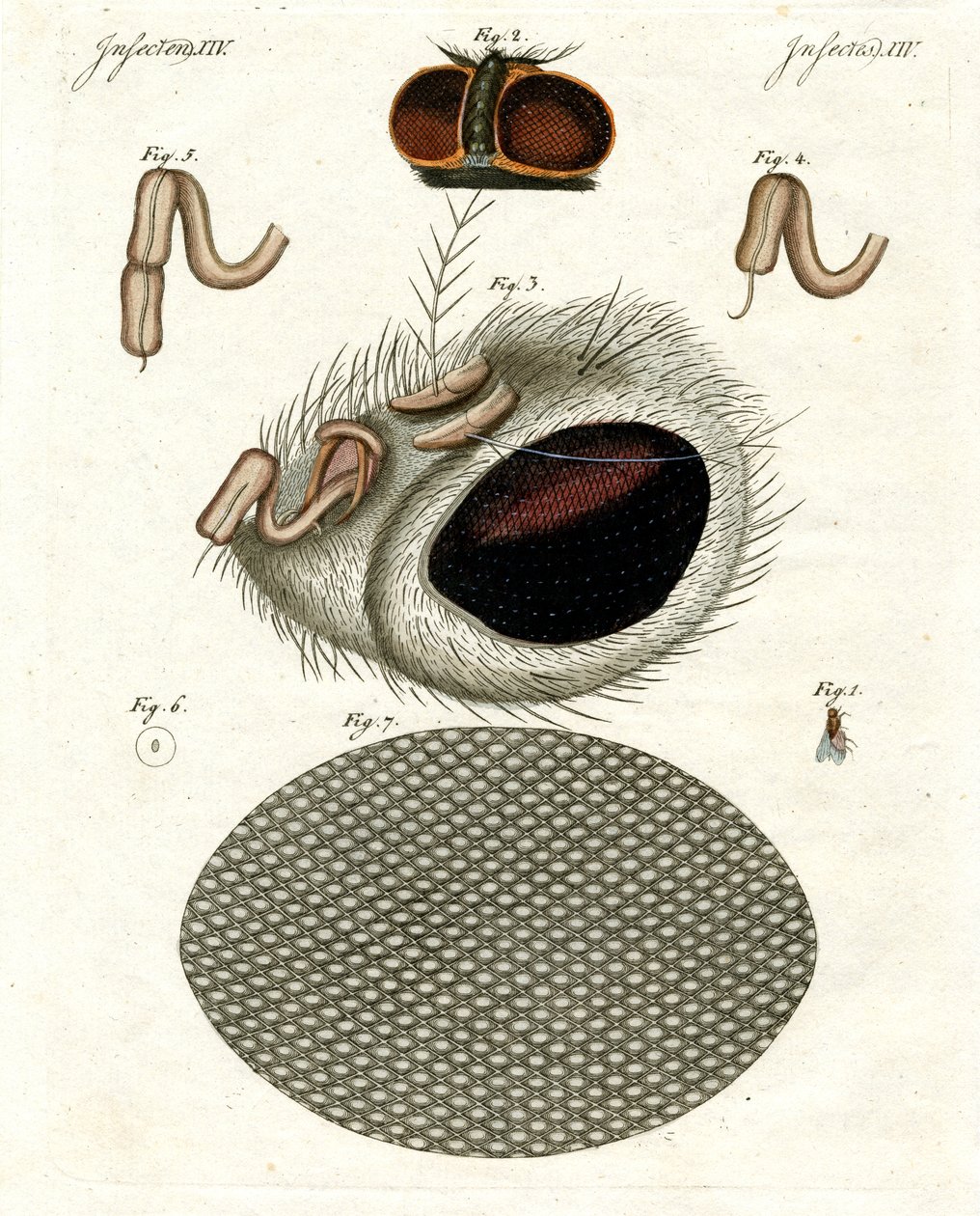 The Head of a Fly by German School