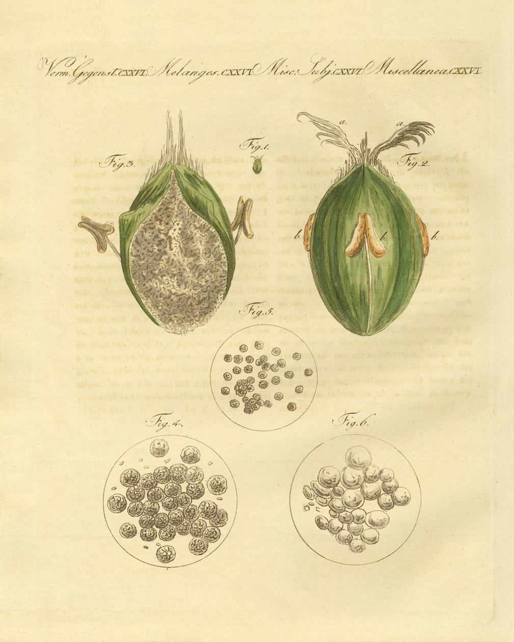 The Ustilaginomycotina of the Wheat by German School