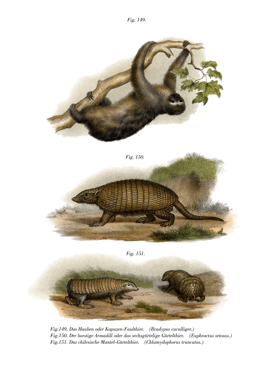 Three-toed Sloth by German School