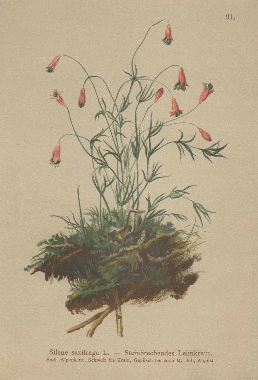 Tufted Catchfly by German School