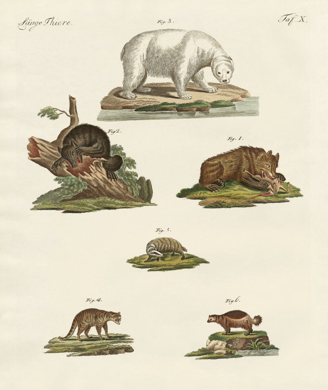 Various kinds of bears by German School