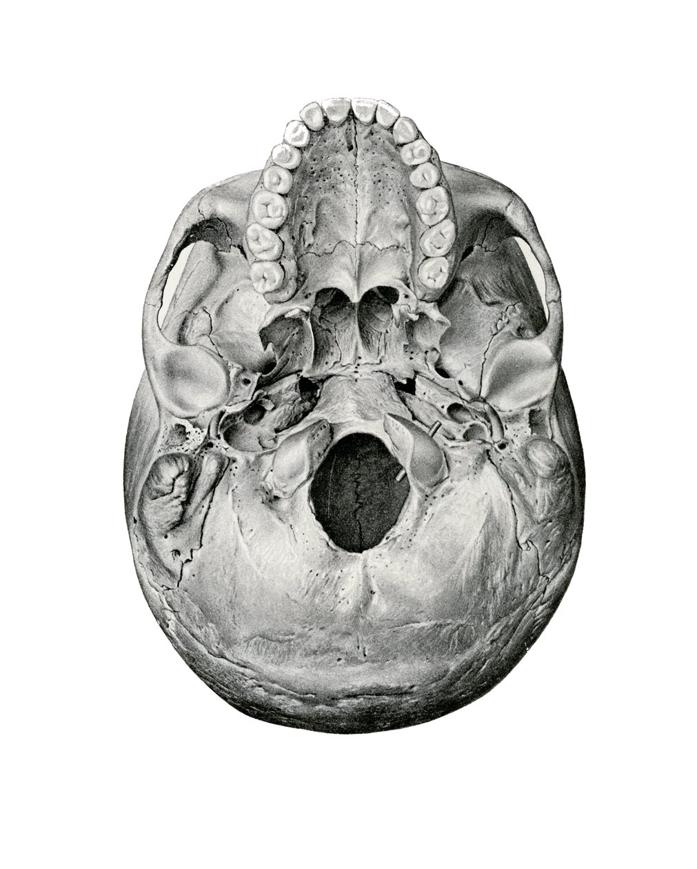 Ventral View of Human Skull by German School