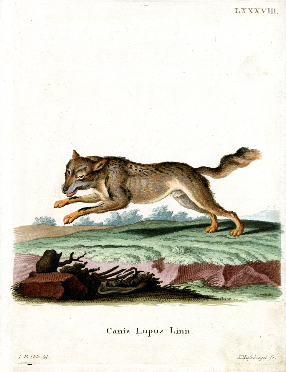 Wolf by German School