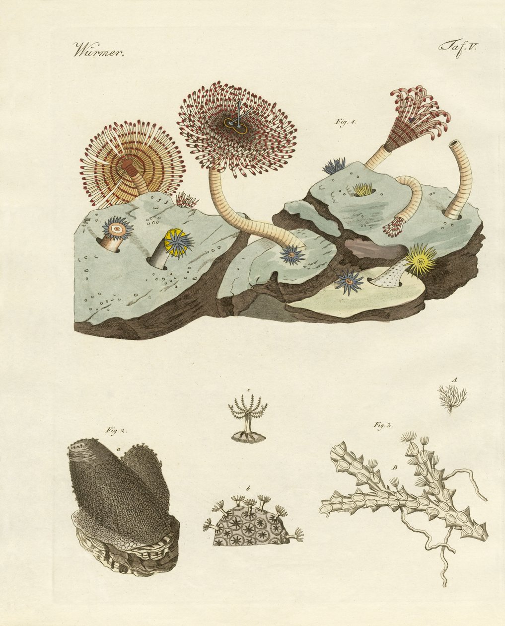 Zoophytes and Animal Plants by German School