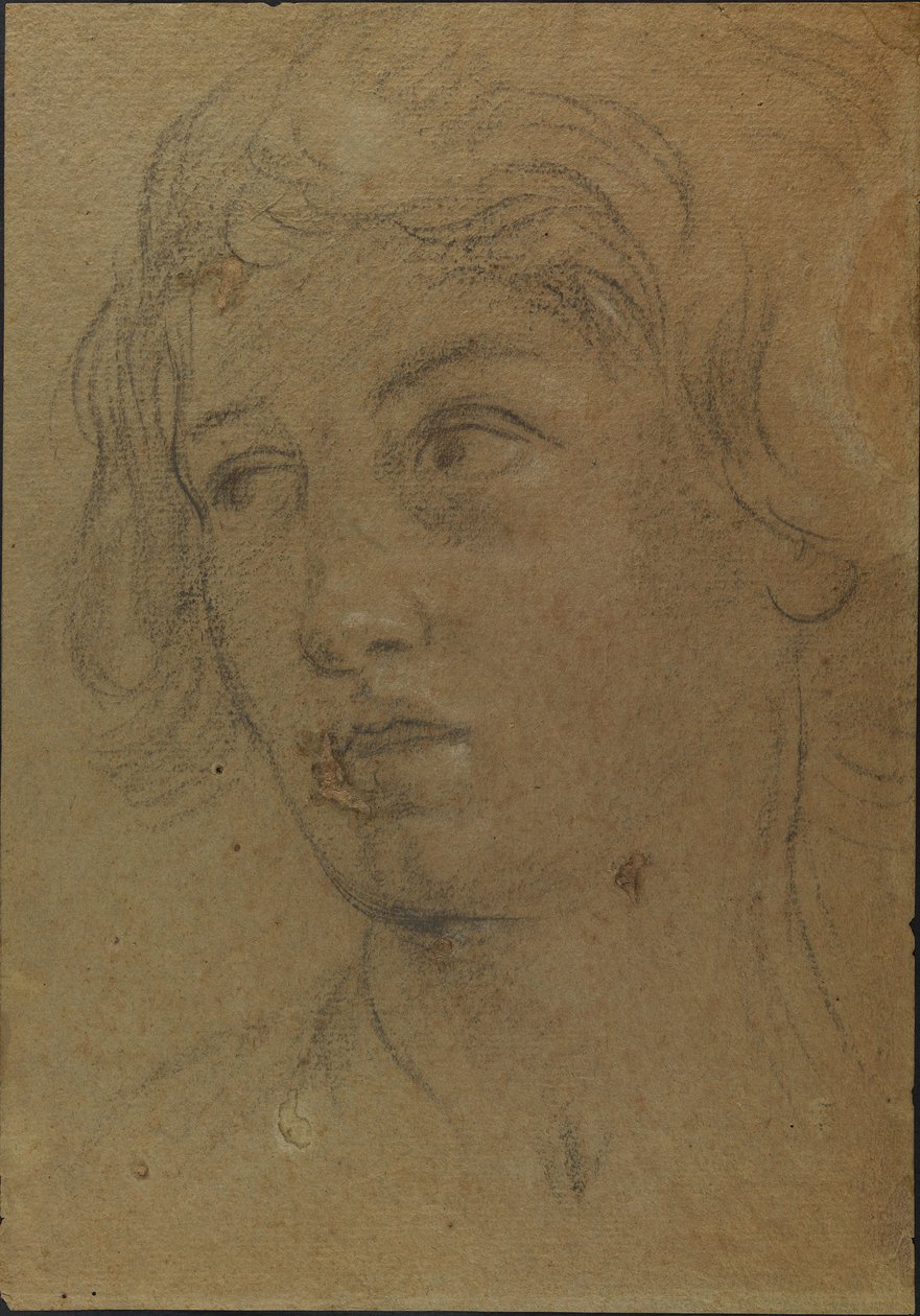 Head of a Young Man by Giovanni Andrea Sirani