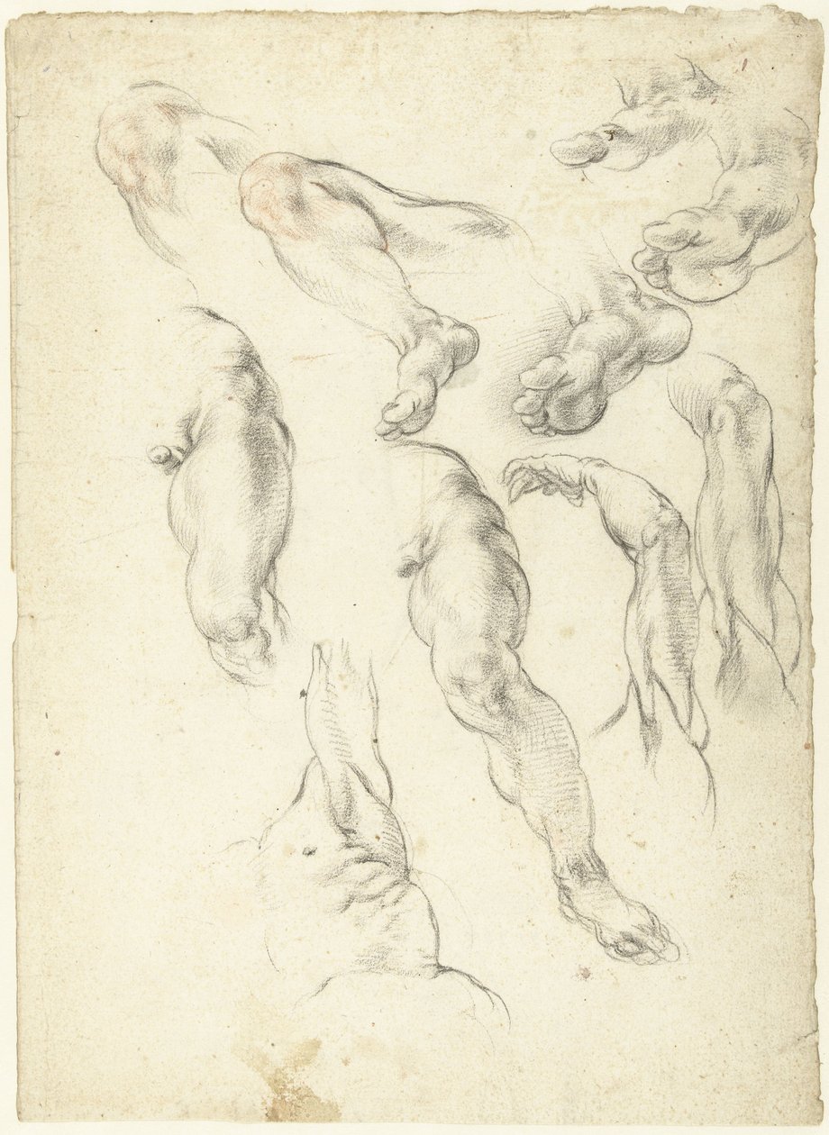 Study Sheet with Arms and Legs by Giovanni Alberti