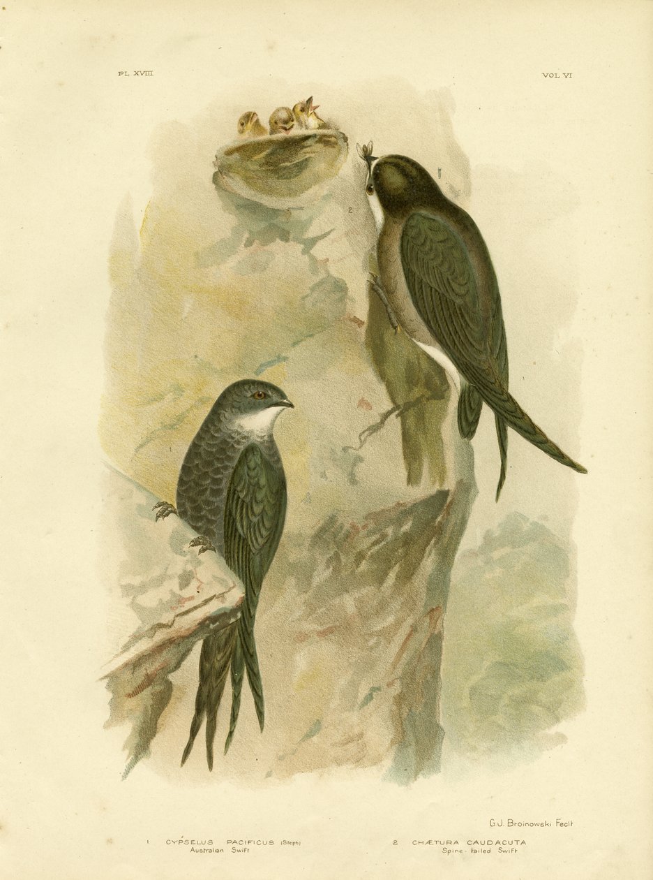 Australian Swift or Fork-Tailed Swift by Gracius Broinowski