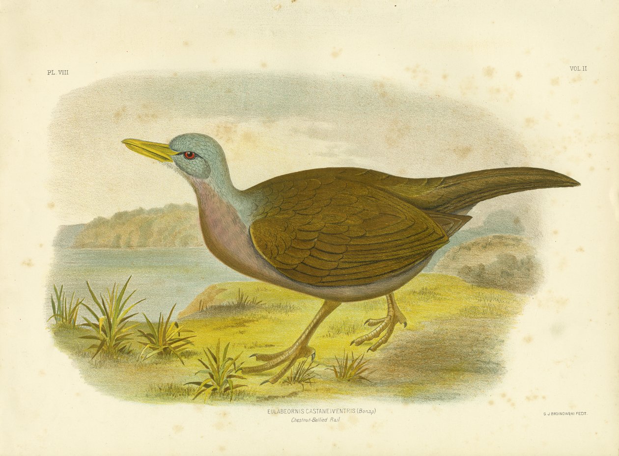 Chestnut-Bellied Rail by Gracius Broinowski
