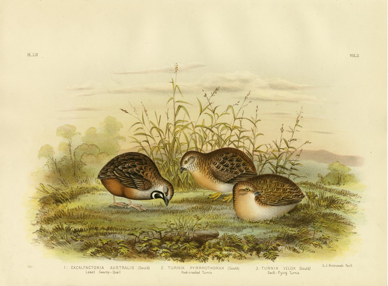 Least Swamp Quail, 1891 by Gracius Broinowski