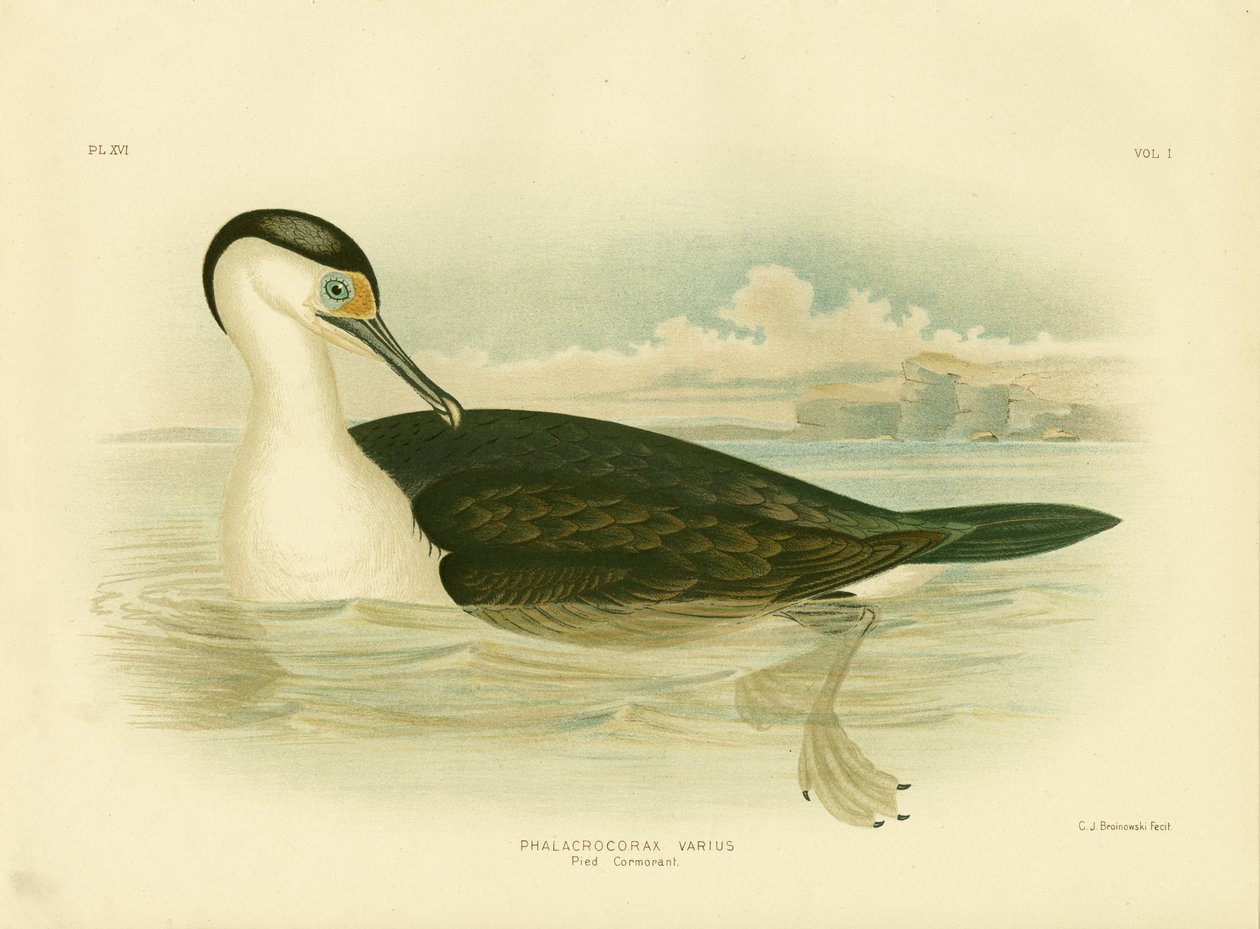 Pied Cormorant by Gracius Broinowski