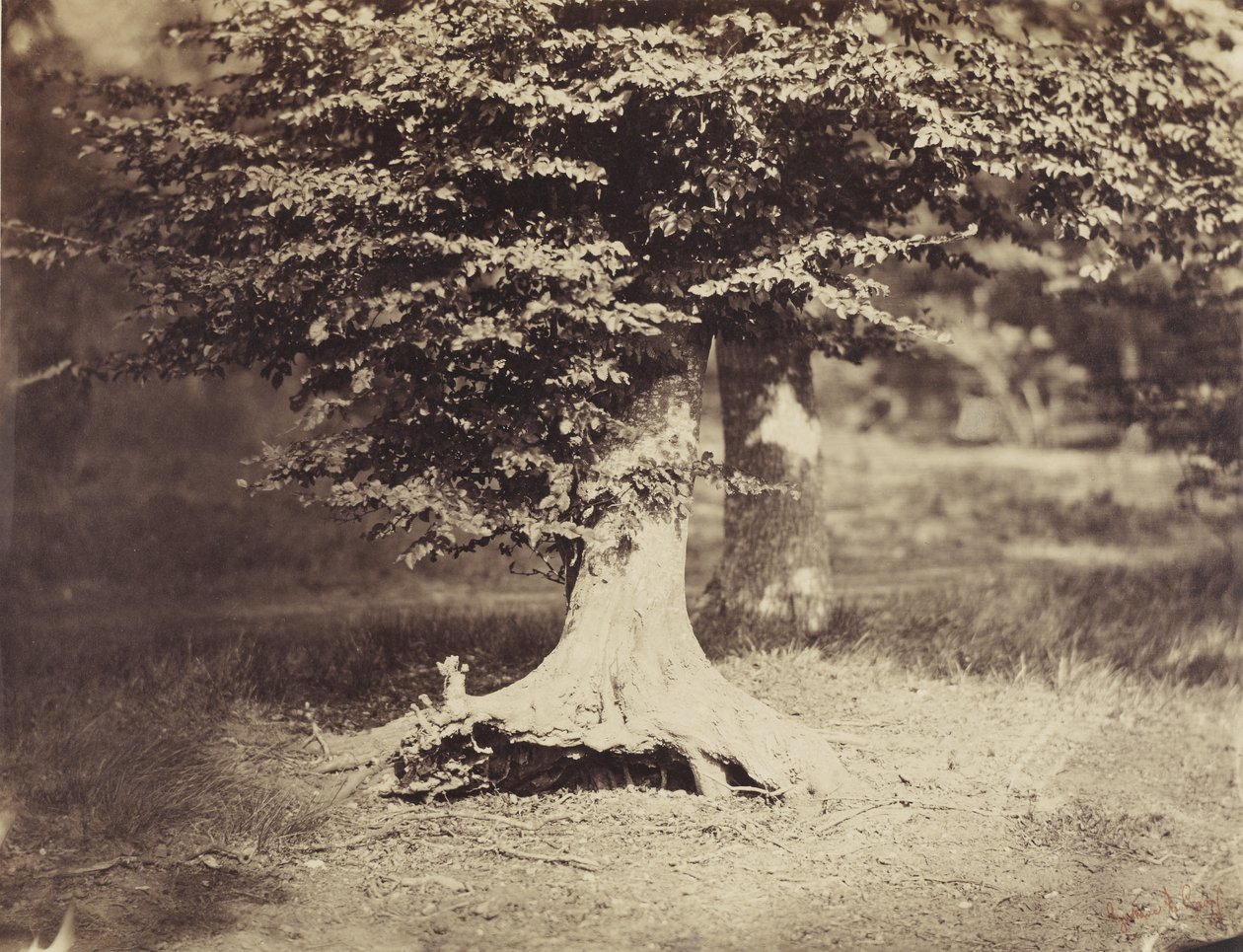 The Beech Tree, c.1855-7 by Gustave Le Gray