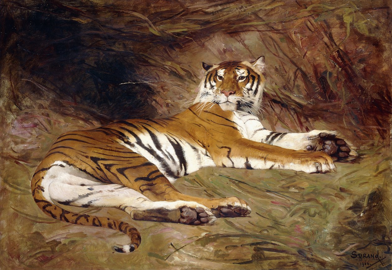 A Reclining Tiger by Gustave Surand