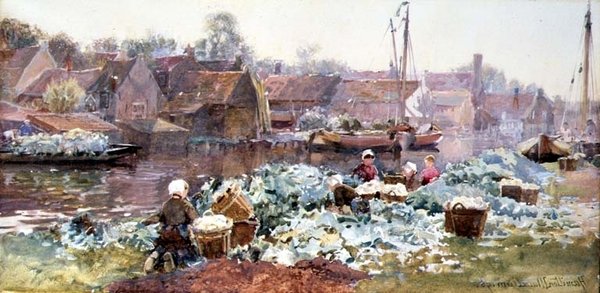 Cauliflowers for Pickling by Hamilton Macallum