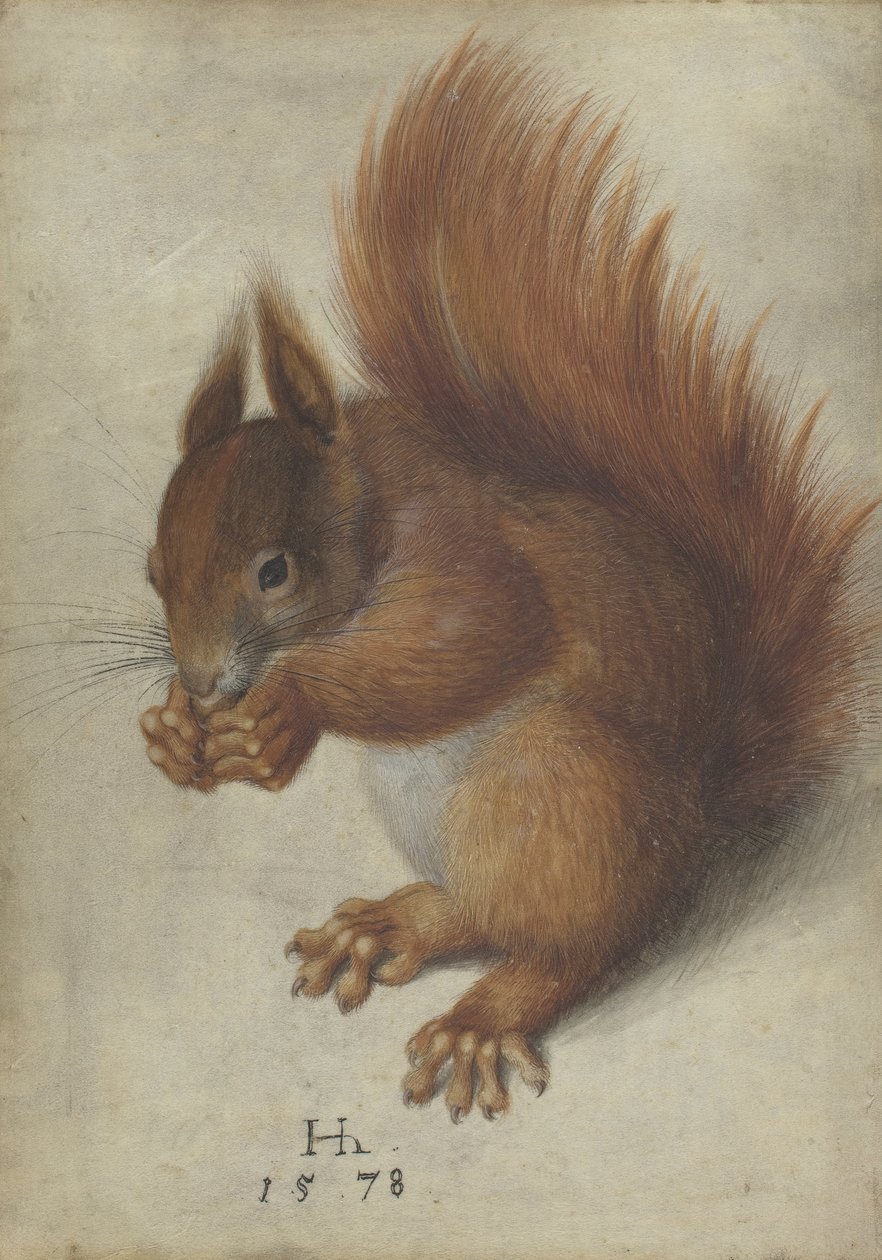 Red Squirrel by Hans Hoffmann