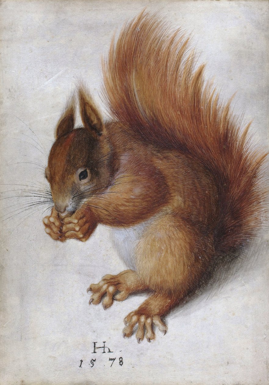 Red Squirrel by Hans Hoffmann