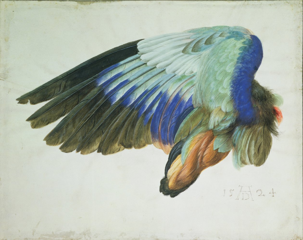The Right Wing of a Blue Roller by Hans Hoffmann