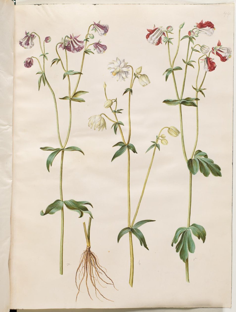 Aquilegia Vulgaris (Common Columbine) by Hans Simon Holtzbecker