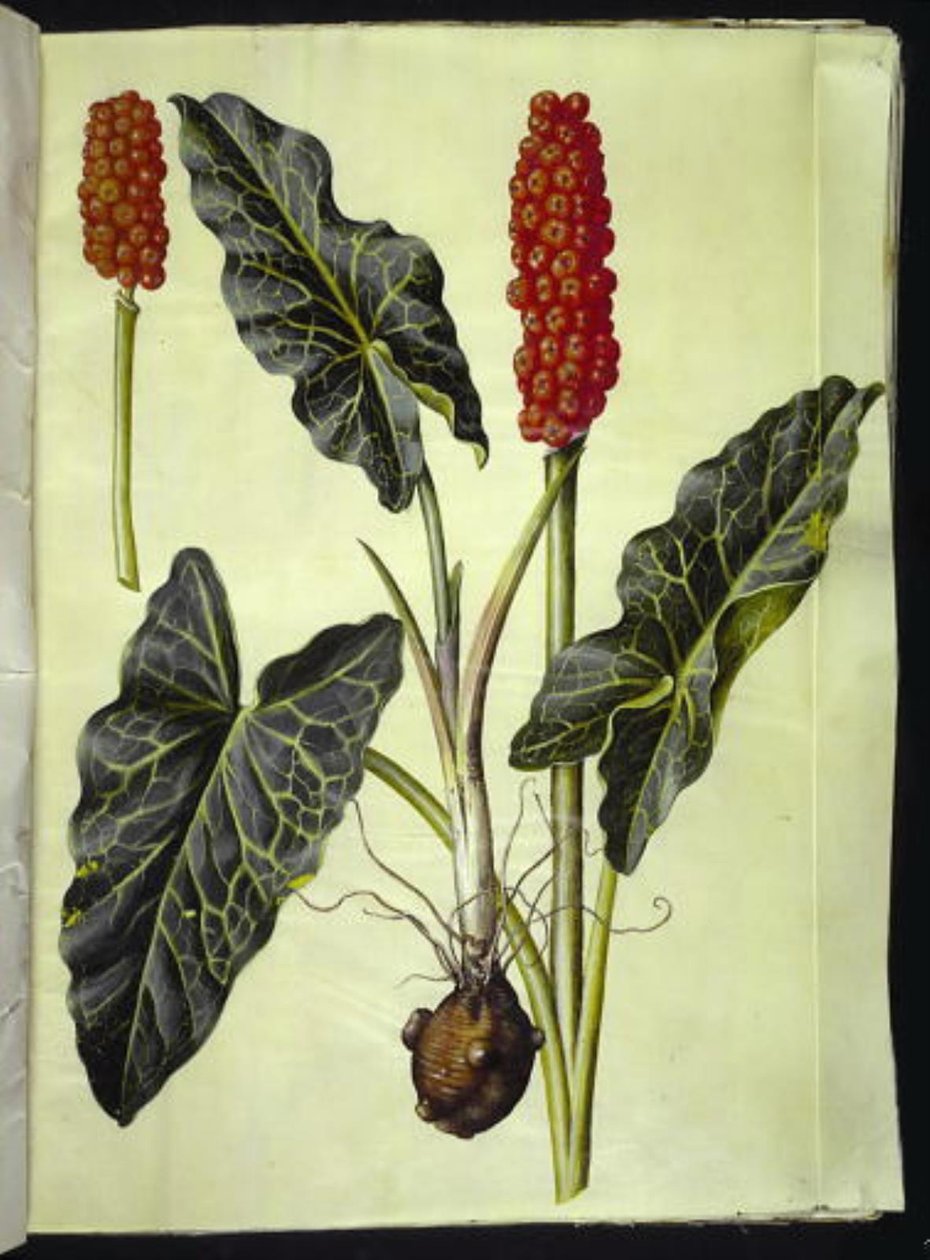 Arum Italicum (Italian Arum) by Hans Simon Holtzbecker