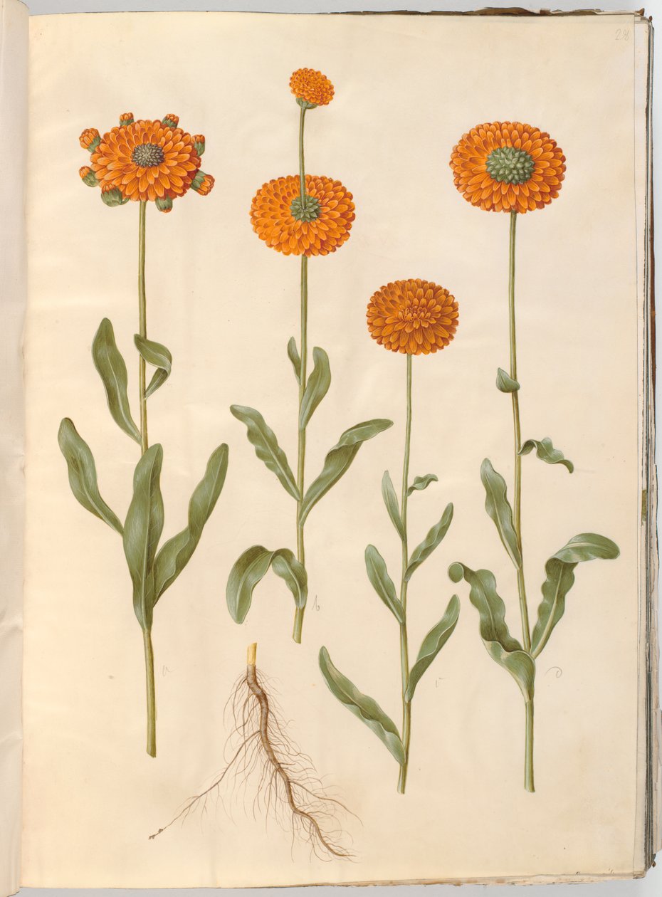 Calendula Officinalis (Marigold) by Hans Simon Holtzbecker