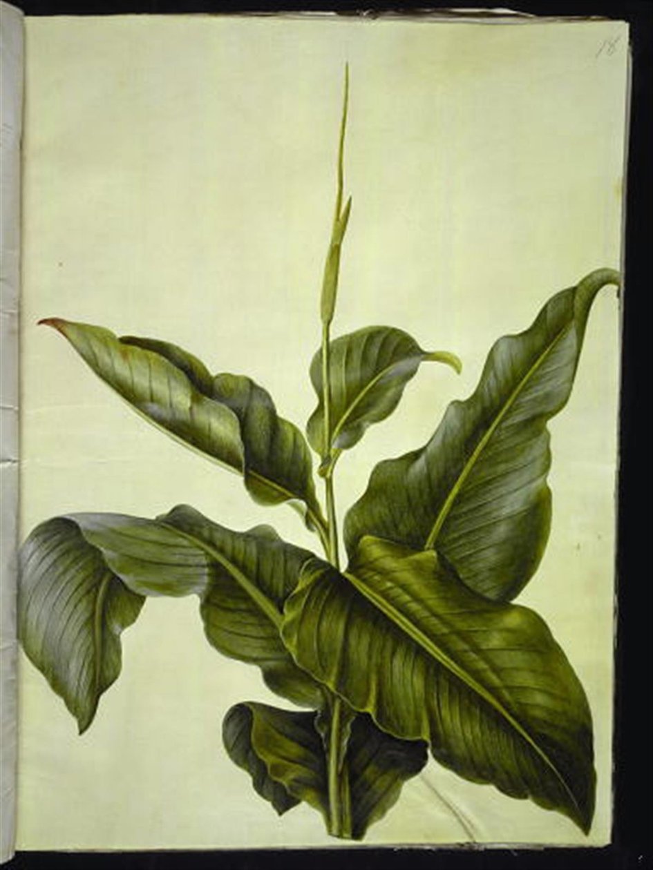 Canna (Kanna) by Hans Simon Holtzbecker