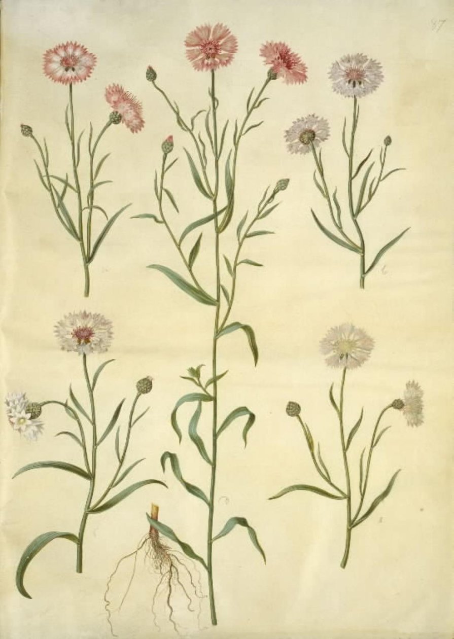 Centaurea Cyanus (Cornflower) by Hans Simon Holtzbecker