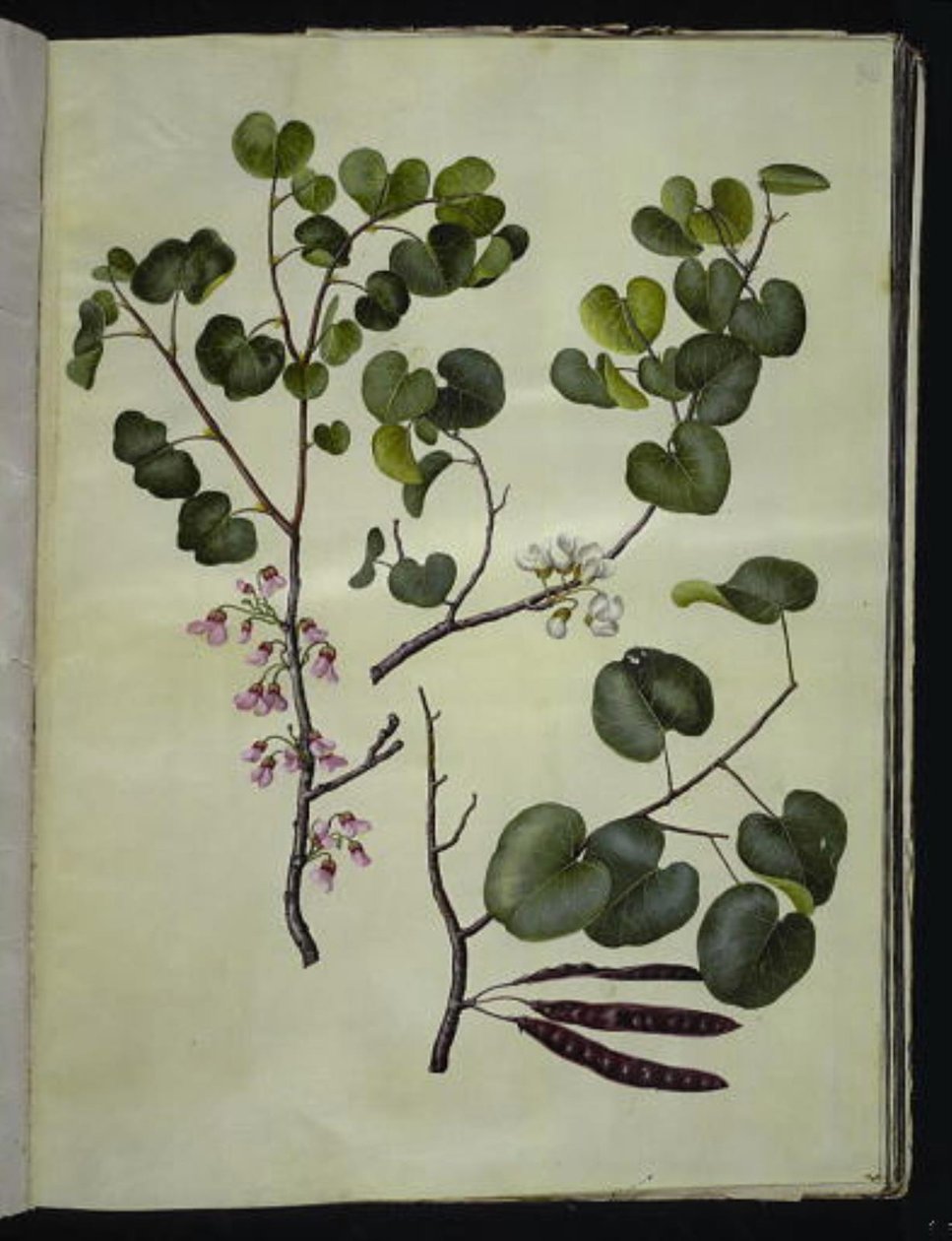 Cercis siliquastrum (Common Judas Tree) by Hans Simon Holtzbecker