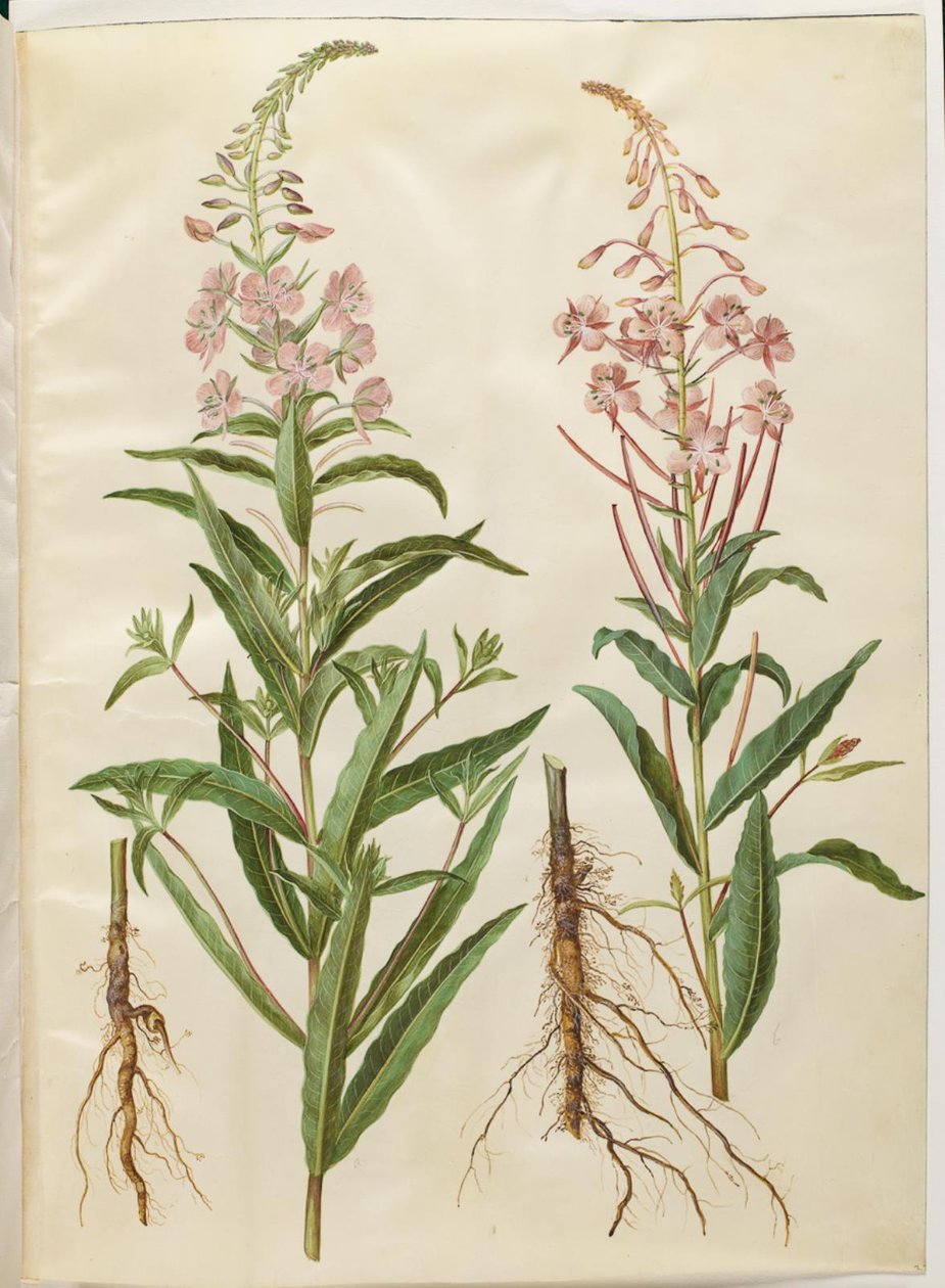 Chamerion angustifolium (Narrow-leaved Fireweed) by Hans Simon Holtzbecker