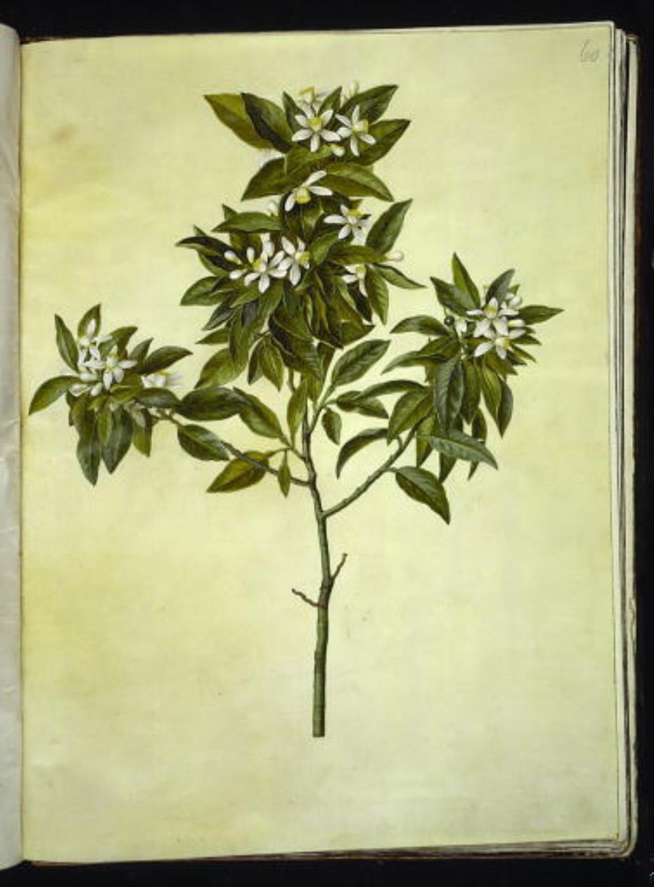Citrus Aurantium (Pomerans) by Hans Simon Holtzbecker