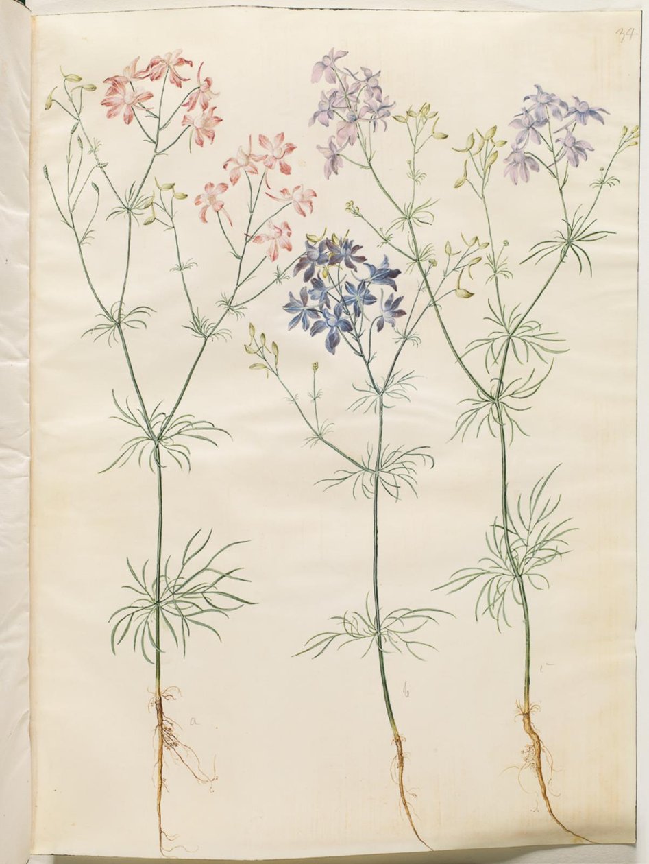 Consolida regalis (Corn-Ridderspore) by Hans Simon Holtzbecker