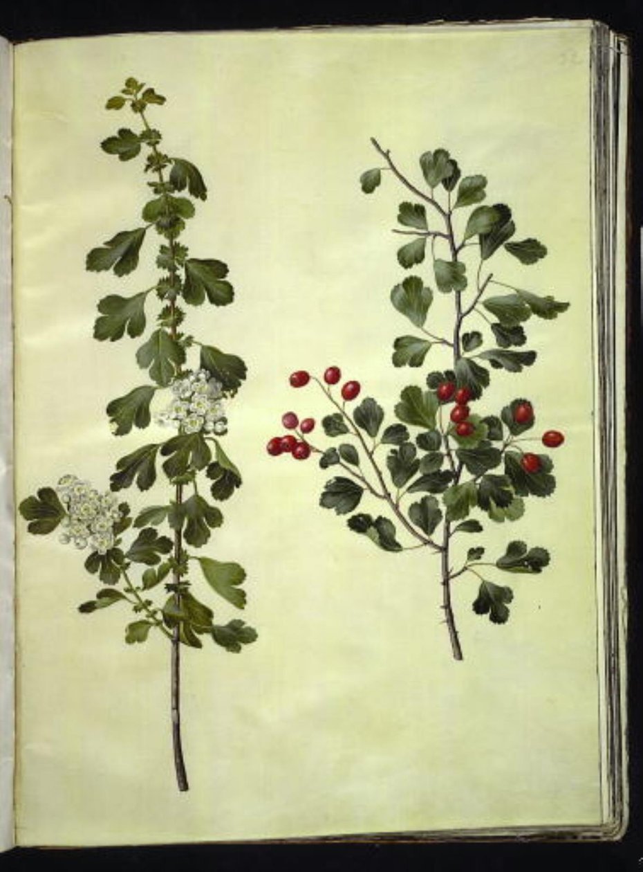 Crataegus laevigata (Common Hawthorn) by Hans Simon Holtzbecker