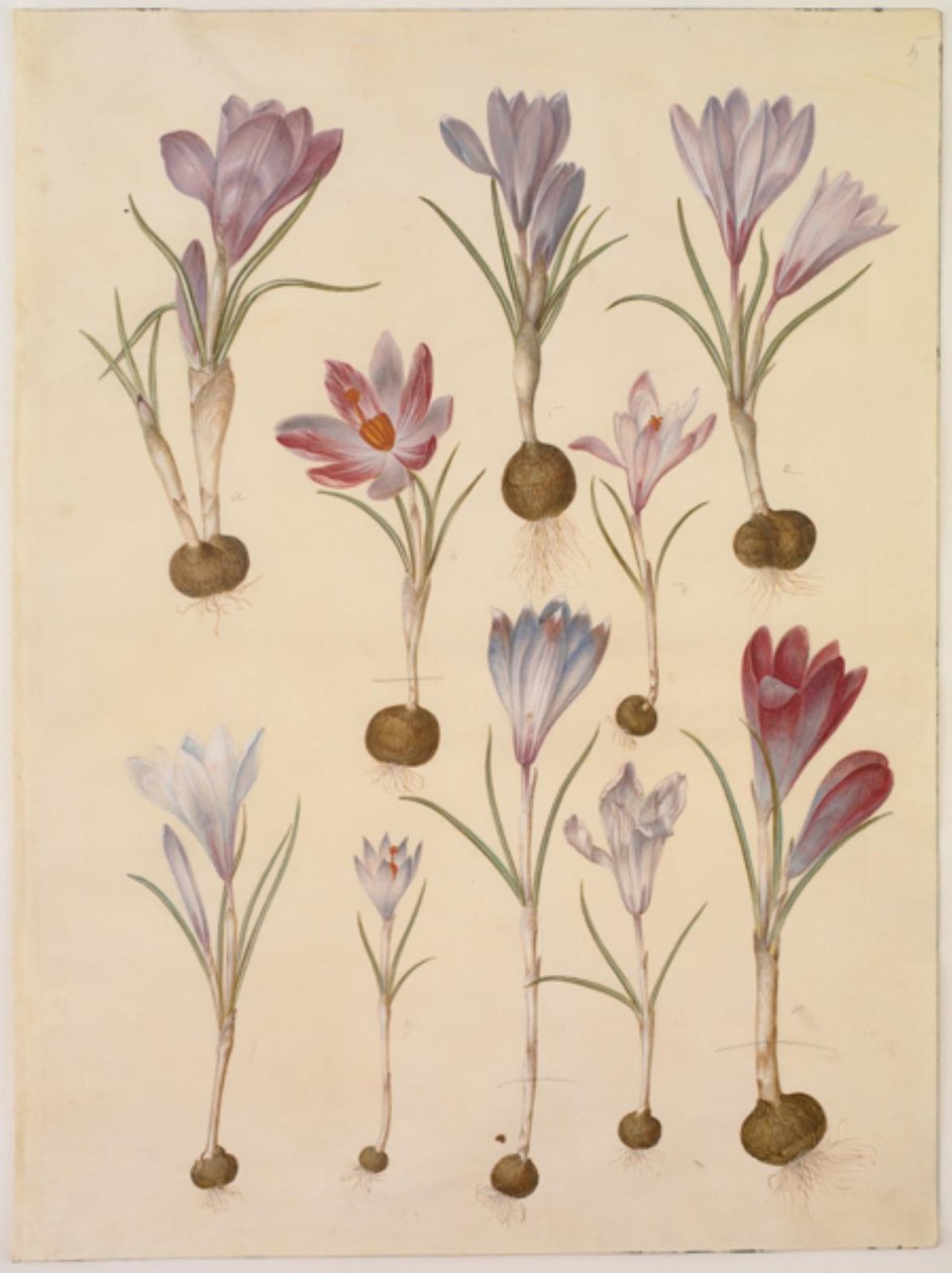 Crocus vernus (Spring Crocus) by Hans Simon Holtzbecker