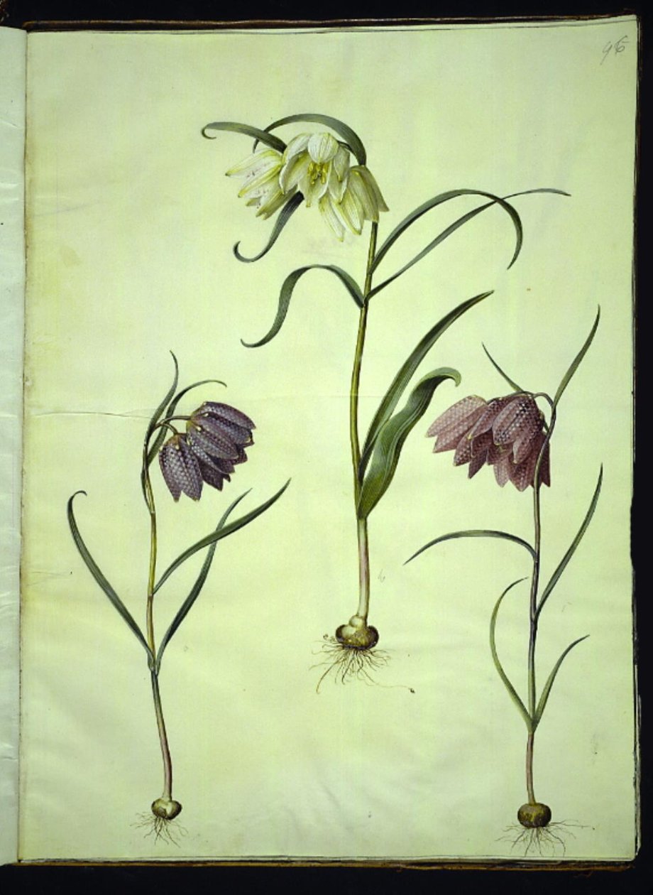 Fritillaria Meleagris (Common Snake