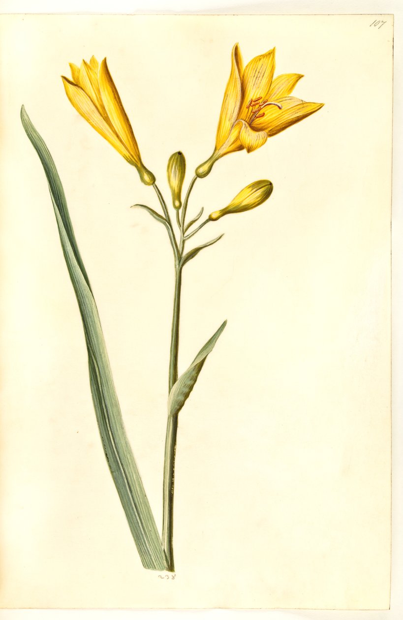 Hemerocallis lilioasphodelus (Yellow Daylily) by Hans Simon Holtzbecker