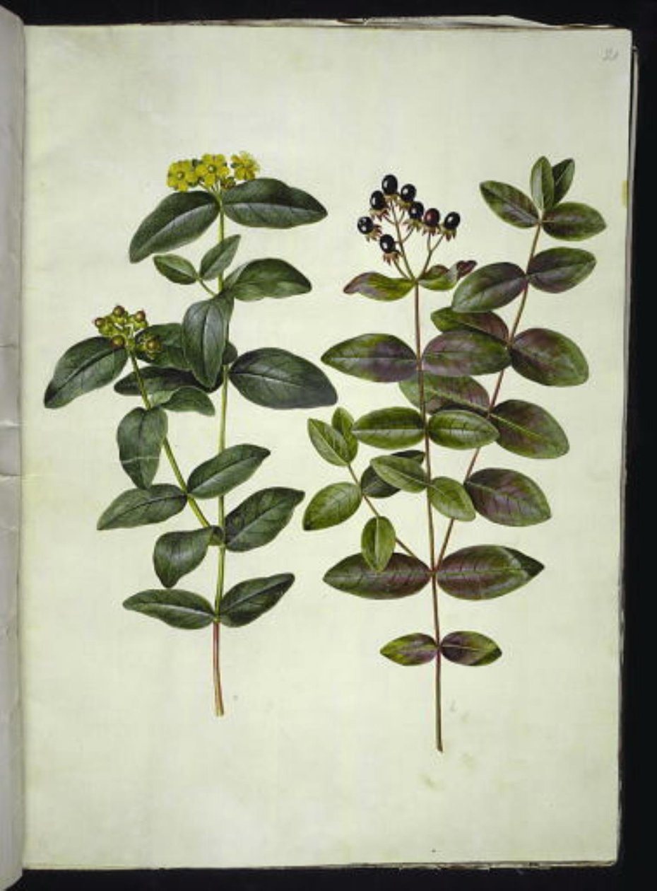 Hypericum androsaemum (tutsan) by Hans Simon Holtzbecker