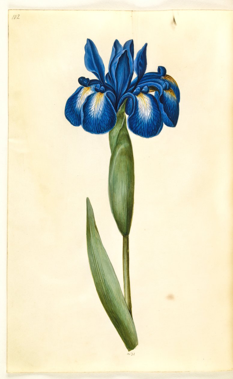 Iris latifolia (English Iris) by Hans Simon Holtzbecker