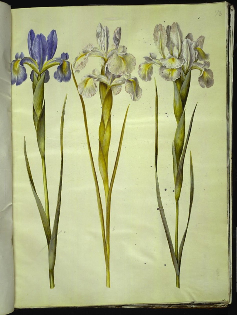 Iris latifolia (English iris) by Hans Simon Holtzbecker